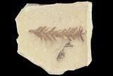 Metasequoia (Dawn Redwood) Fossil - Montana #85798-1